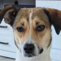 JUPPI-wunderschöner Rüde, 44 cm, Hund zur Adoption