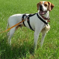 Unser wundervoller Lolo sucht sein Heim, Hund zur Adoption