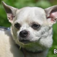 BEN, Hund zur Adoption