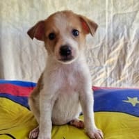 Marcy sucht ein Zuhause, Hündin zur Adoption
