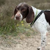 Wenzu, Kämpfer mit Herz sucht Dich, Hund zur Adoption