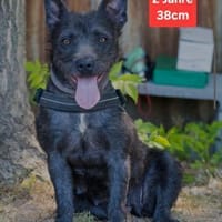 Graues Mäuschen Gyopar, Hündin zur Adoption