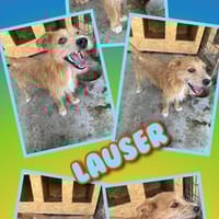 Süßer Lauser-  auf PS in Nürnberg!, Hund zur Adoption