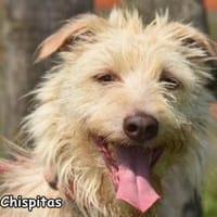 CHISPITAS, Hündin zur Adoption