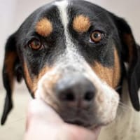 Olaf, große Schönheit, 2J 34128, Hund zur Adoption