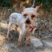Yorkie Mädchen Soli sucht ein Zuhause, Hündin zur Adoption