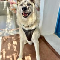 Boukis, freundlicher Schneekönig, ca. 4, Hund zur Adoption
