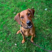Lola - 2 Jahre - sucht ihren Platz, Hündin zur Adoption
