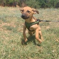 Zuma ein lieber Rüde, Hund zur Adoption