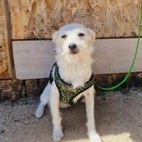 Westi Mix Daysi, Hündin zur Adoption