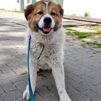 Die schöne - ROSE - sucht passendes, Hündin zur Adoption