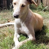 Ringo ein toller Podenco Mix sucht, Hund zur Adoption