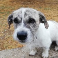 Oskar sucht seine Menschen, Hund zur Adoption