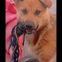 fröhliche Maya, Hündin zur Adoption