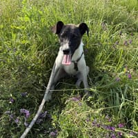 Mio ca 48 cm, Hund zur Adoption