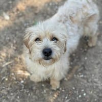 Wirbelwind Trixi sucht Ihr zu Hause, Hündin zur Adoption