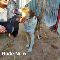 Taro, ruhig, gemütlich, anhänglich, Hund zur Adoption