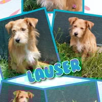 Süßer Lauser in Nürnberg!, Hund zur Adoption