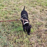 DARIA - aufgeschlossen und neugierig, Hündin zur Adoption