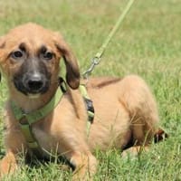 Cortie sucht liebevolle Familie...., Hund zur Adoption