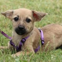 Darf ich vorstellen Prinzessin Sweety, Hündin zur Adoption