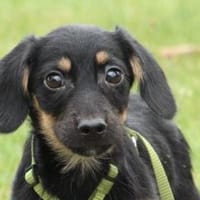 Naryi sucht sein Für-Immer-Zuhause!, Hund zur Adoption
