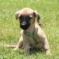 Nayo unser kleiner Prinz..., Hund zur Adoption