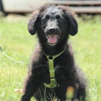 Aleksi wünscht sich endlich ein zu Hause, Hund zur Adoption