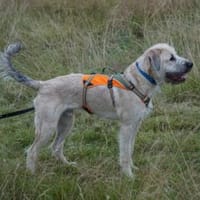 Darf Colin zu Ihnen gehören?, Hund zur Adoption