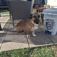 Bobby, unser süßer Schmusehund, Hund zur Adoption