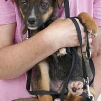 Arnaud ist eine zarte liebe kleine Seele, Hund zur Adoption