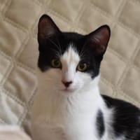 Scooty mit dem Wunschpunkt auf der Nase, Kater zur Adoption