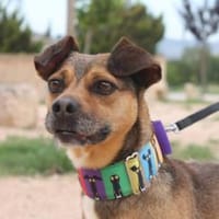 schon gesehen? Bunte Seele Carpio, Hund zur Adoption