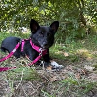 Lafy sucht nach Liebe!, Hündin zur Adoption