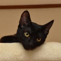 Peggy sucht für IMMER Zuhause, Katze zur Adoption