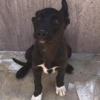 Estrella mit 5 Geschwistern ungewollt Al, Hündin zur Adoption