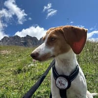 💕Cleo💕sucht ihre Menschen🐾💕🐾, Hündin zur Adoption