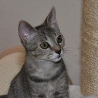Mindu sucht ihren Lieblingsmenschen, Katze zur Adoption