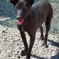 Kimo - der Schatz!, Hund zur Adoption