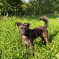 Romeo, Hund zur Adoption