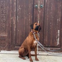 Nilo sucht sein Zuhause, Hund zur Adoption