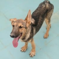 Bella lieber Welpe sucht Sie Ho, Hündin zur Adoption