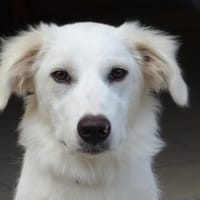 Zuckerschnute Baba sucht ihr Zuhause, Hündin zur Adoption
