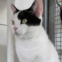 Denise, chatte à adopter