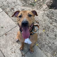 eywa paa22952, chienne à adopter
