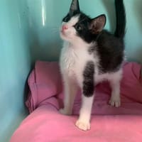 Colorado [Chaton], chat à adopter