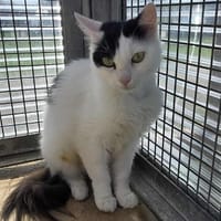 Imali, chatte à adopter