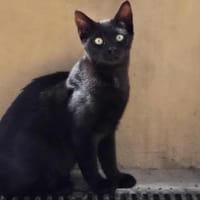 Azur, chat à adopter
