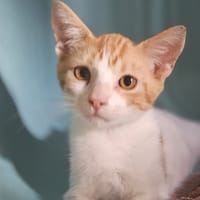 CUPCAKE, chatte à adopter