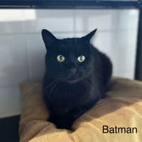 Batman, chat à adopter